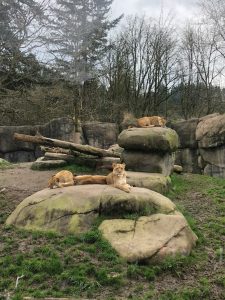 Oregon zoo