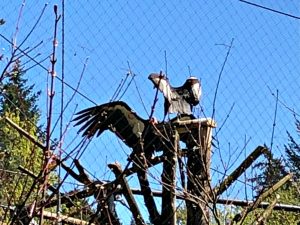 condor wingspan