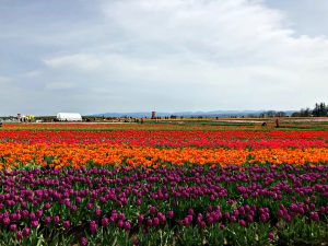 tulip landscape