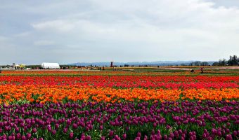 TULIP FESTIVAL