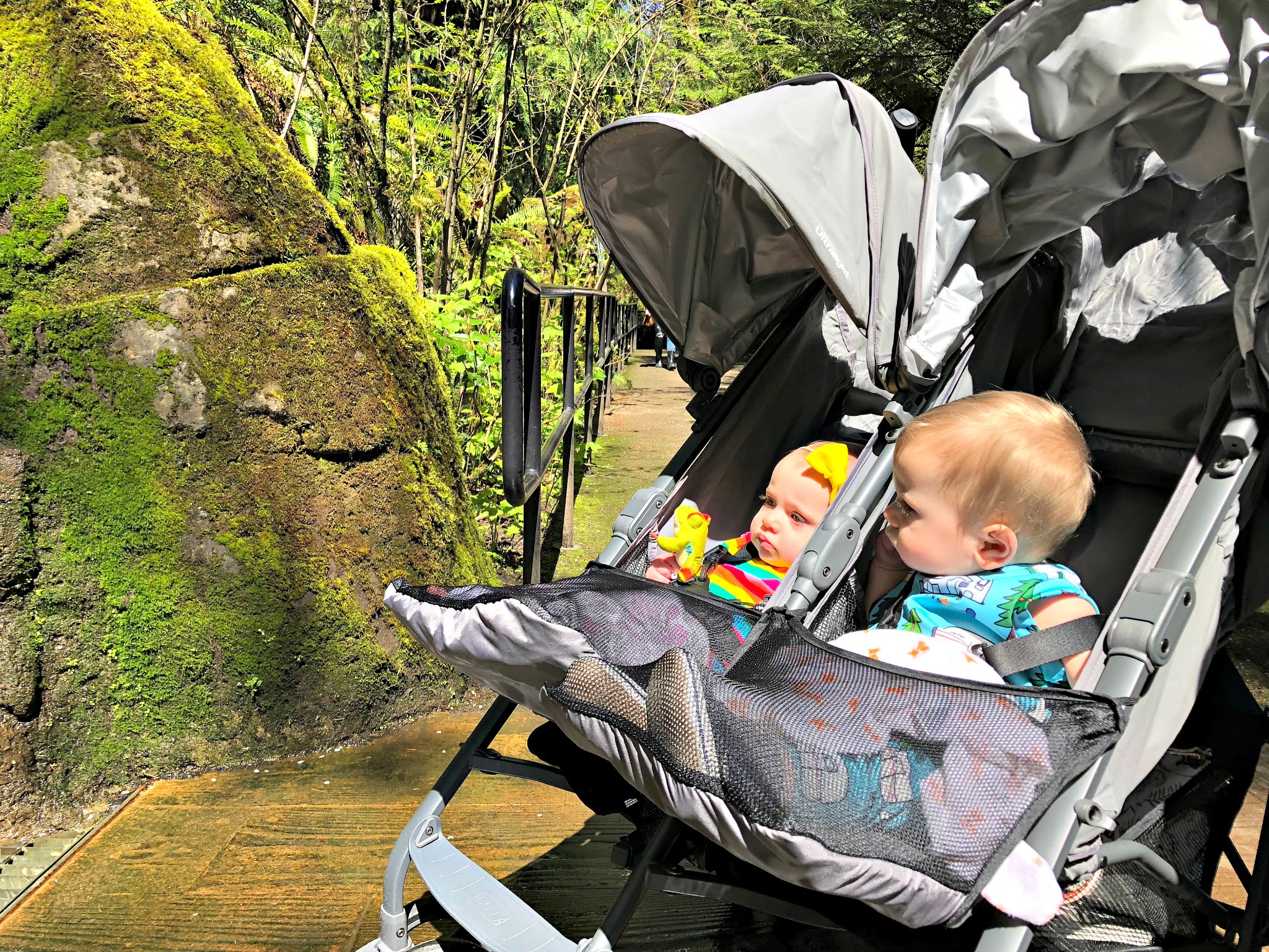 babies watching animals