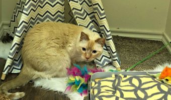 WATSON’S ROOM: INVADED!!